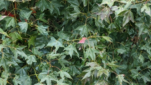 Image of Acer serrulatum by (c) 潘立傑 LICHIEH_PAN, some rights reserved (CC BY)