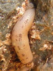 Phascolosoma annulatum