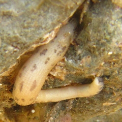 Phascolosoma annulatum