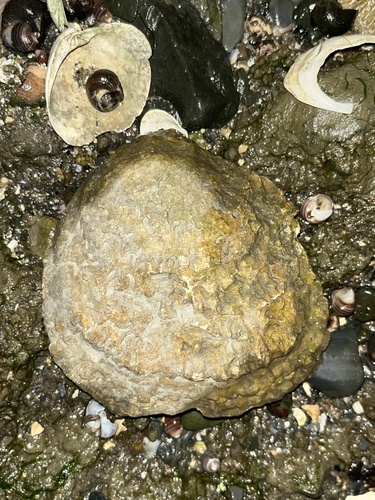European Flat Oyster