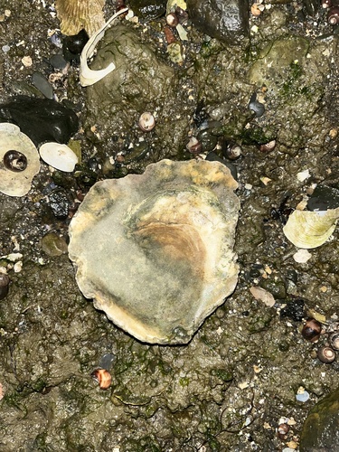 European Flat Oyster