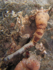 Phascolosoma annulatum