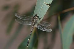 Austrogomphus cornutus