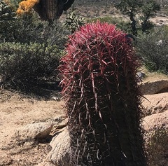 Ferocactus gracilis gracilis
