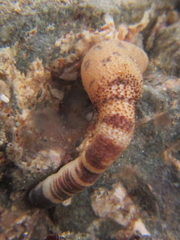 Phascolosoma annulatum