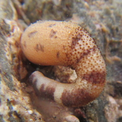 Phascolosoma annulatum