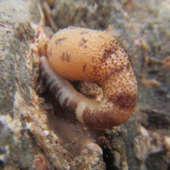 Phascolosoma annulatum