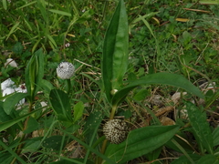 Spilanthes urens