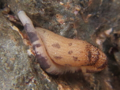 Phascolosoma annulatum