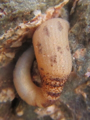 Phascolosoma annulatum