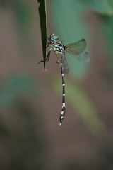 Austrogomphus cornutus