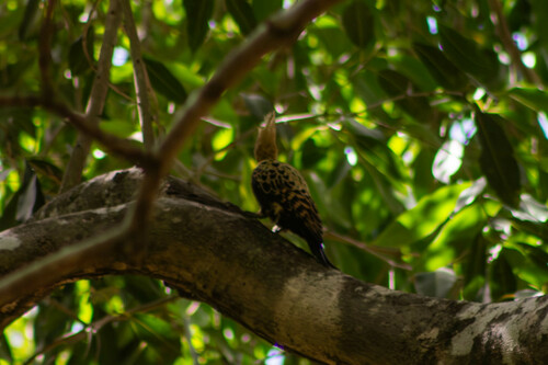 Ochre-backed Woodpecker (Celeus ochraceus), photo 5
