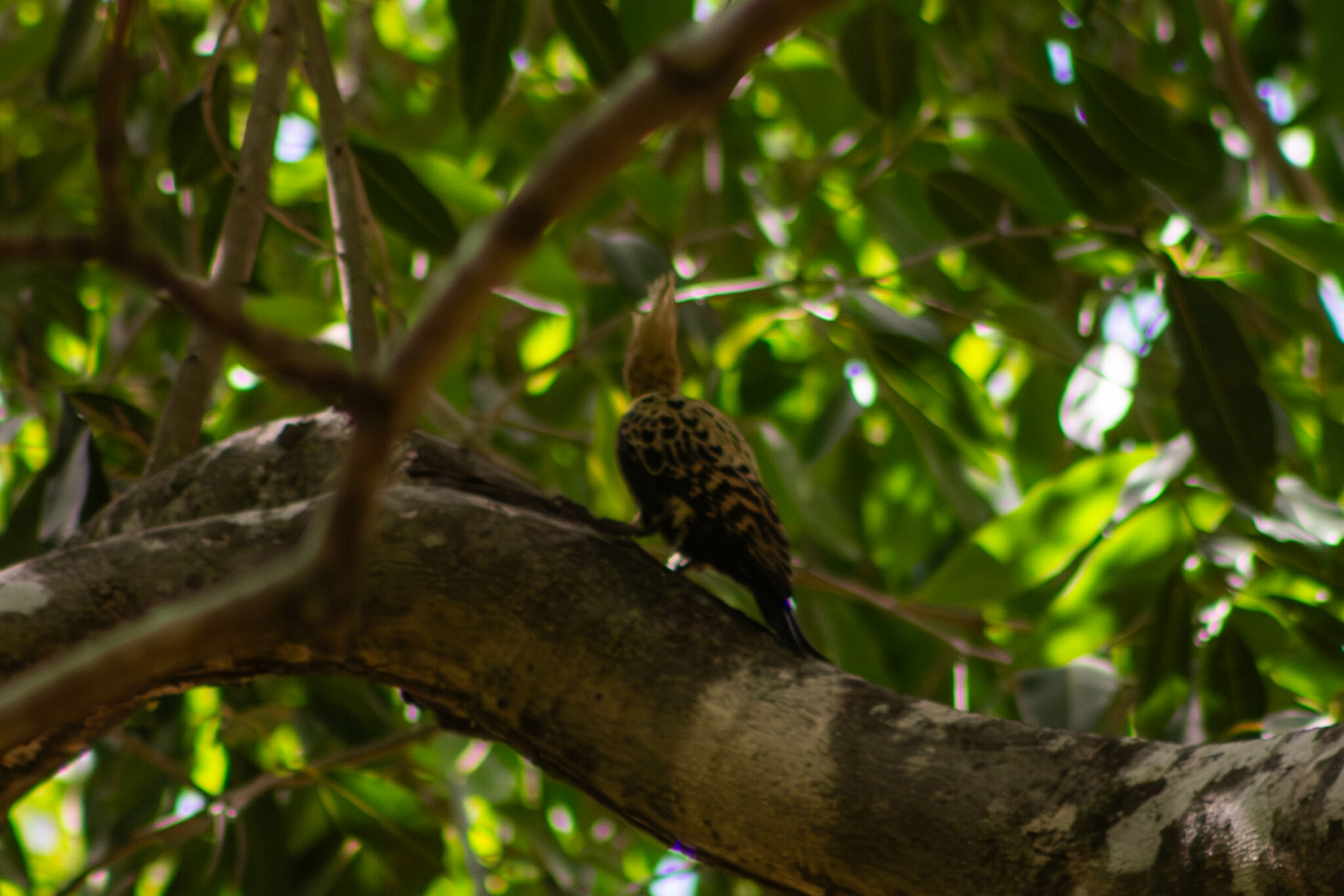 Ochre-backed Woodpecker (Celeus ochraceus), photo 5