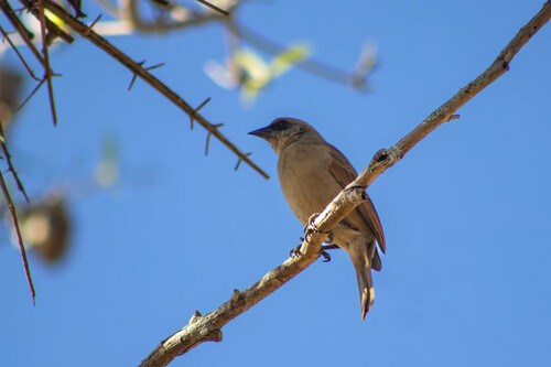 Pale Baywing (Agelaioides fringillarius), photo 9