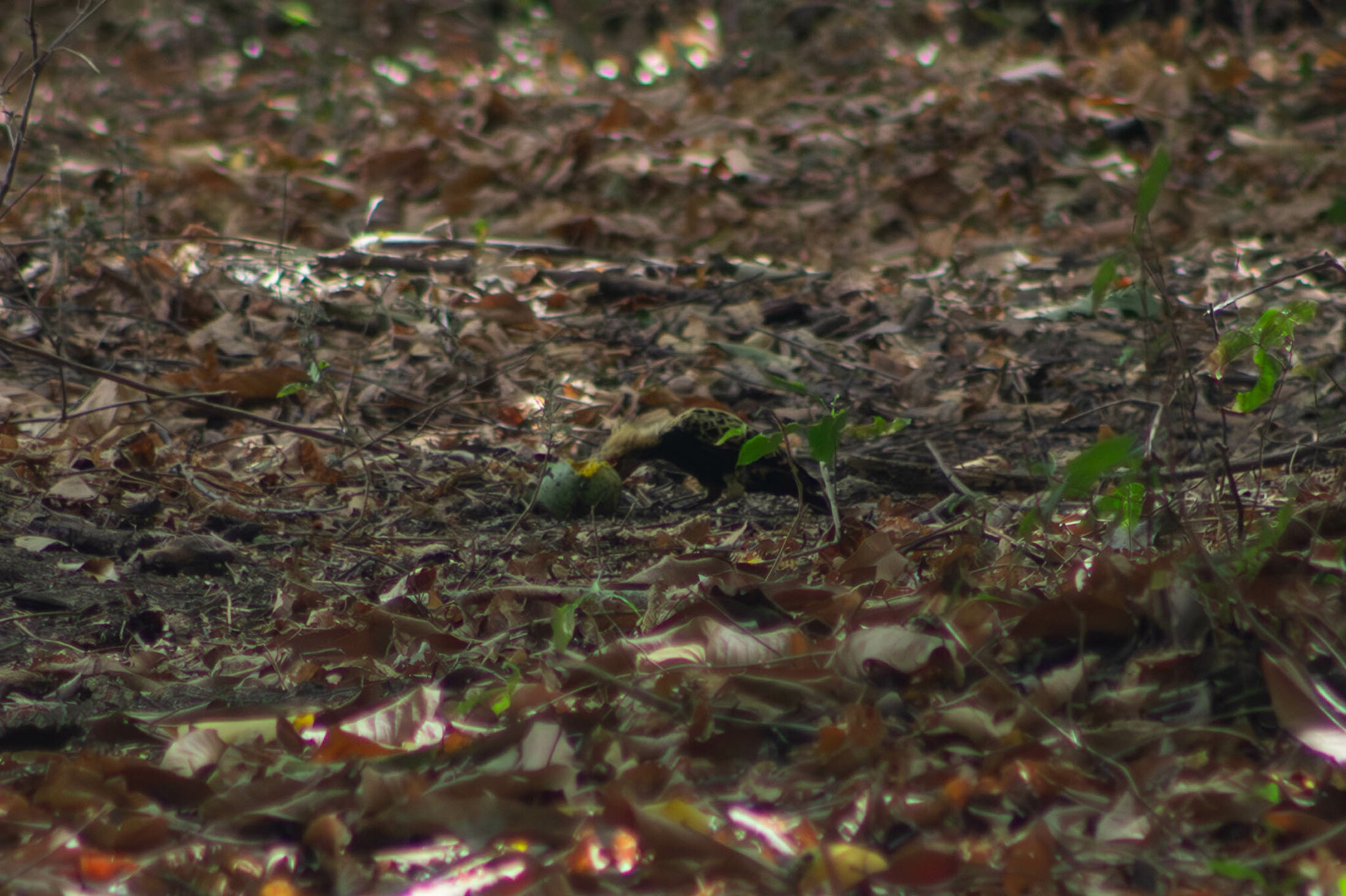 Ochre-backed Woodpecker (Celeus ochraceus), photo 6