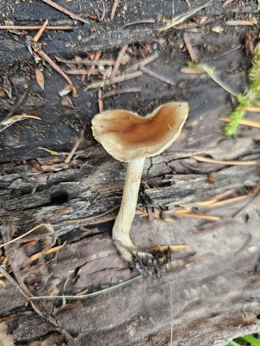 Hebeloma excedens