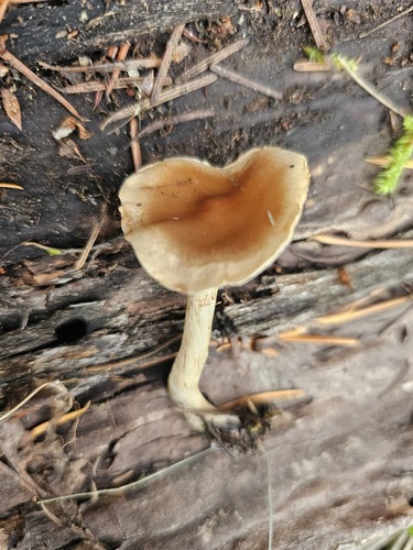 Hebeloma excedens (Photo 2 of 7)