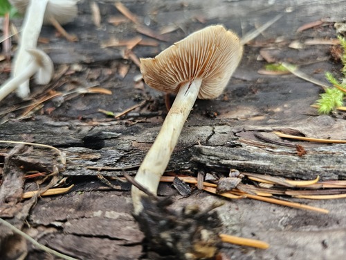 Hebeloma excedens (Photo 3 of 7)