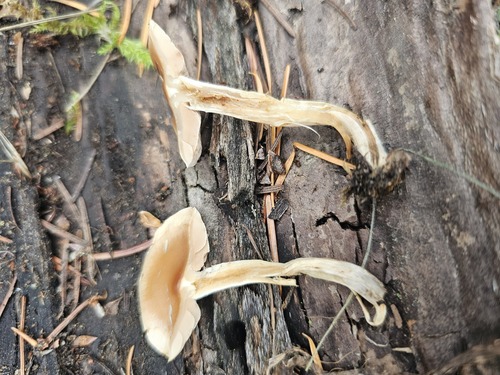 Hebeloma excedens (Photo 4 of 7)