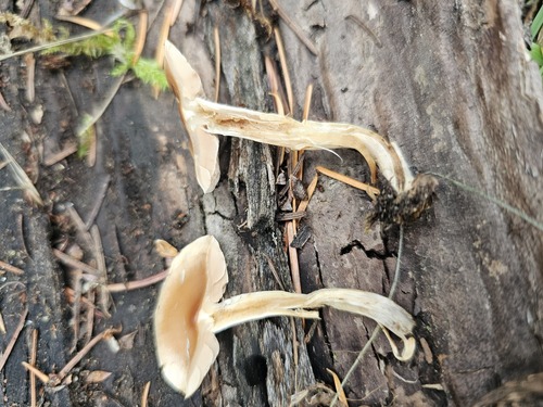 Hebeloma excedens (Photo 5 of 7)