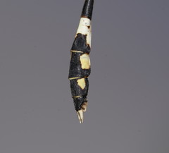 Austrogomphus cornutus