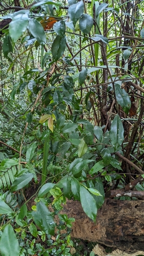 Magnolia compressa