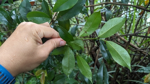 Magnolia compressa