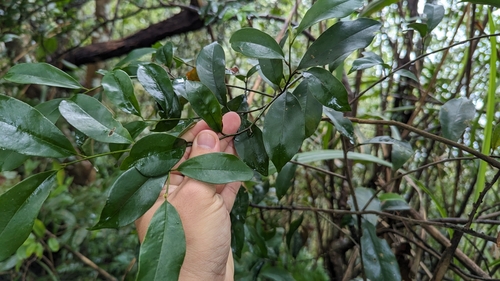 Magnolia compressa