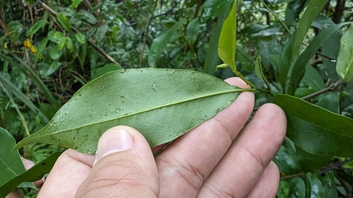 Magnolia compressa