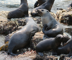 Arctocephalus forsteri