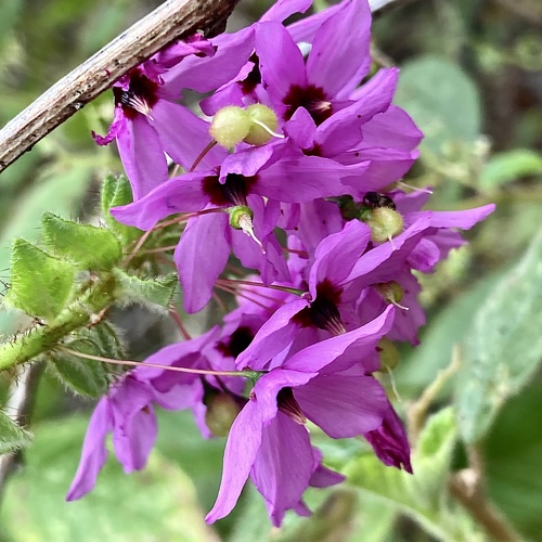 Subspecies Tetratheca hirsuta hirsuta · iNaturalist United Kingdom