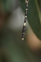 Austrogomphus cornutus