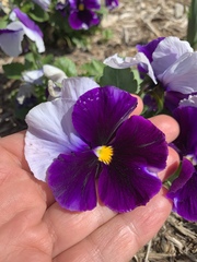 Viola