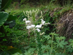 Cleome