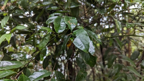 Image of Prunus phaeosticta by (c) 潘立傑 LICHIEH_PAN, some rights reserved (CC BY)