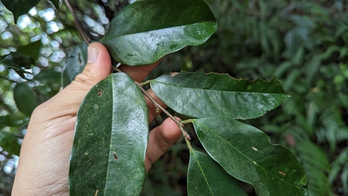 Image of Prunus phaeosticta by (c) 潘立傑 LICHIEH_PAN, some rights reserved (CC BY)