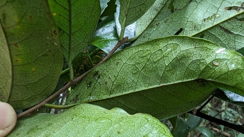 Image of Prunus phaeosticta by (c) 潘立傑 LICHIEH_PAN, some rights reserved (CC BY)