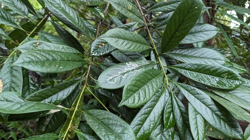 Symplocos glauca (Symplocos glauca)