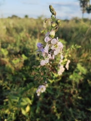 Angelonia salicariifolia