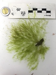 Bryopsis plumosa