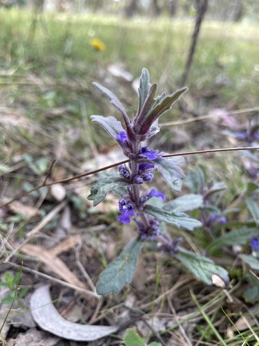 Austral bugle (Ajuga australis)