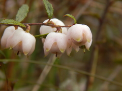 Gaultheria macrostigma