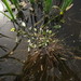 Ranunculus polyphyllus - Photo (c) alex_pol_64, algunos derechos reservados (CC BY-NC)