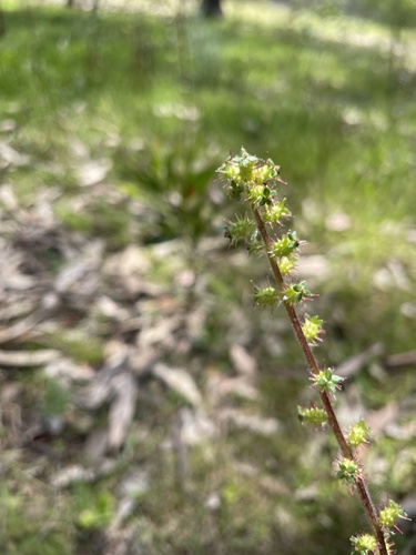 Acaena ovina
