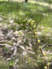 Acaena × ovina