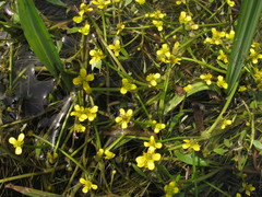 Ranunculus polyphyllus
