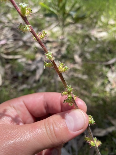 Acaena × ovina, photograph 1
