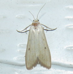 Scirpophaga