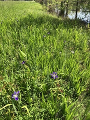 Iris brevicaulis
