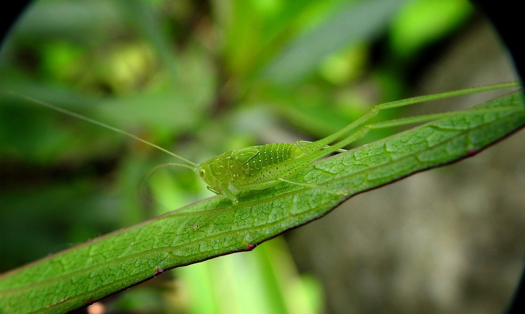 Leaf Katydids from Villa Restrepo, Ibagué, Tolima, Colombia on November ...